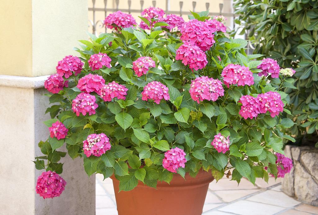Apartments Hortensia Opatija Bagian luar foto